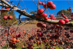 Fushoushan Farm (2 Days) - P