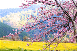 Wuling Farm Sakura Season (1